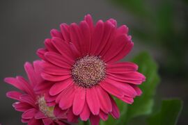 Gerbera 1