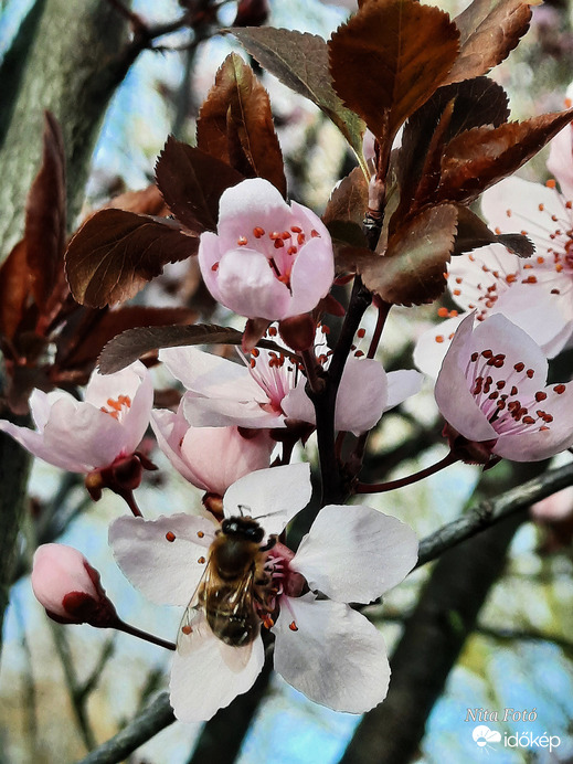 Maja akcióba lendül 1