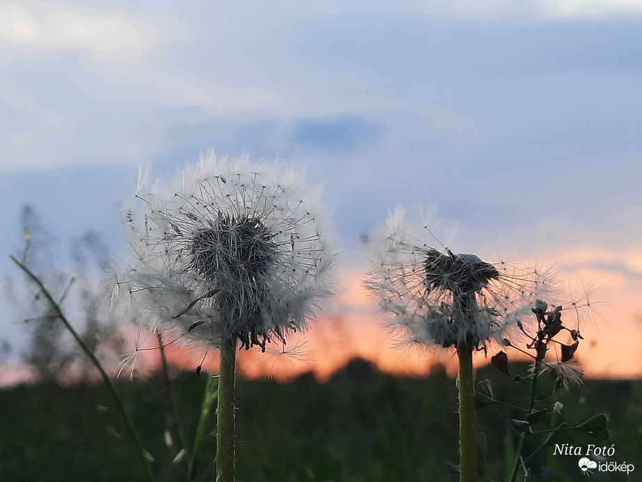 Ma esti naplemente & Pitypang 1