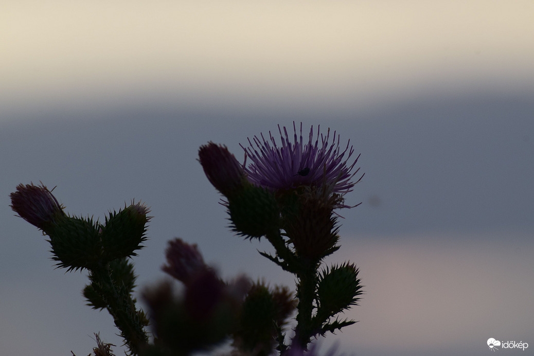 Tegnap este Dévaványán