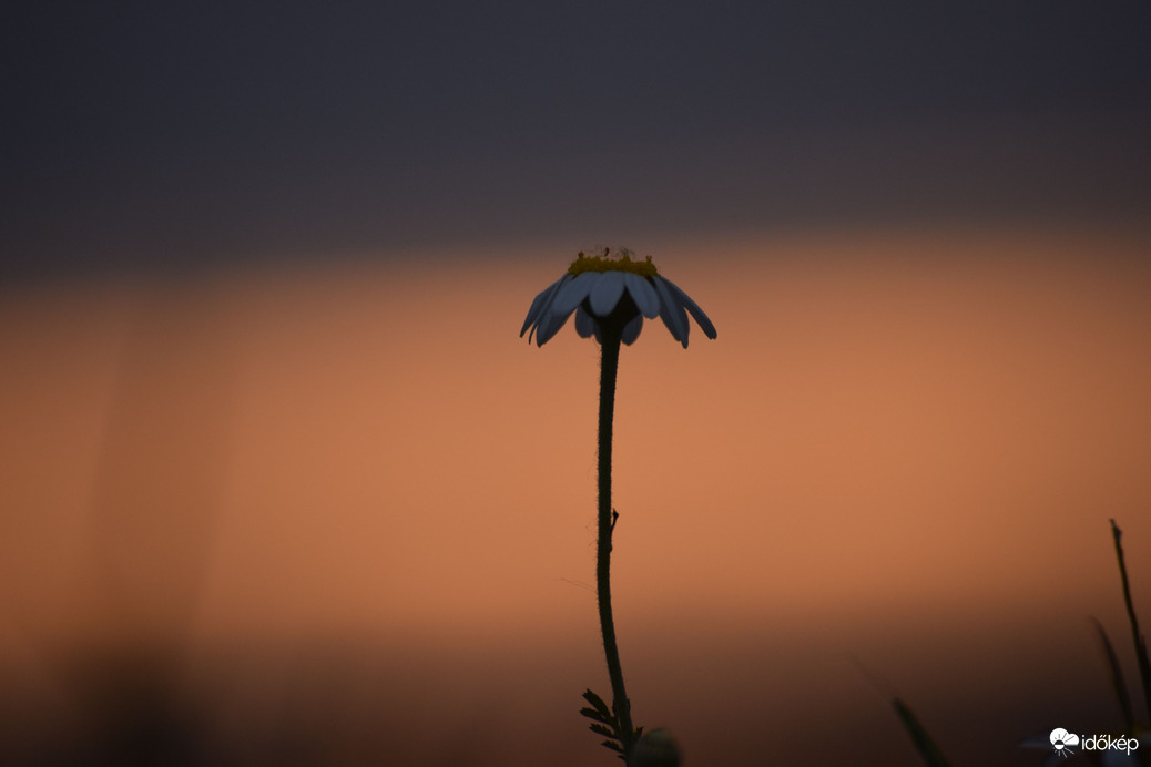 Virág & naplemente 1