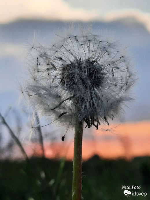 Ma esti naplemente & Pitypang 2