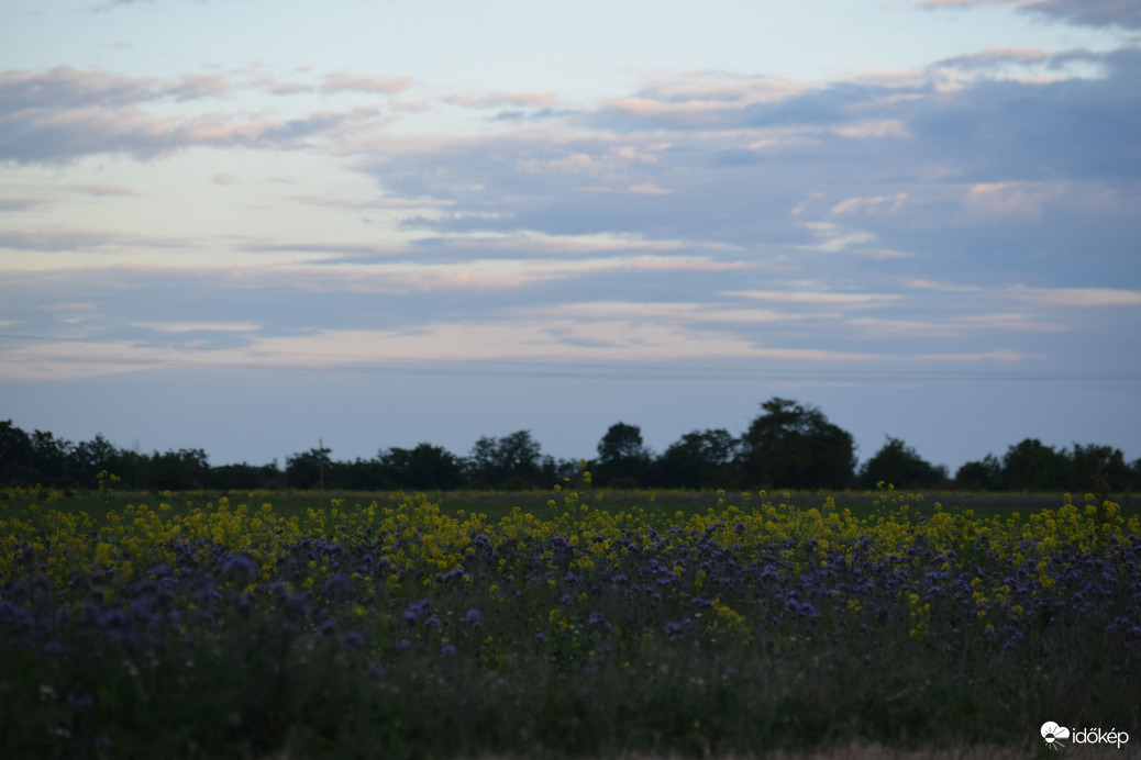 Virágmező Dévaványa határában 5
