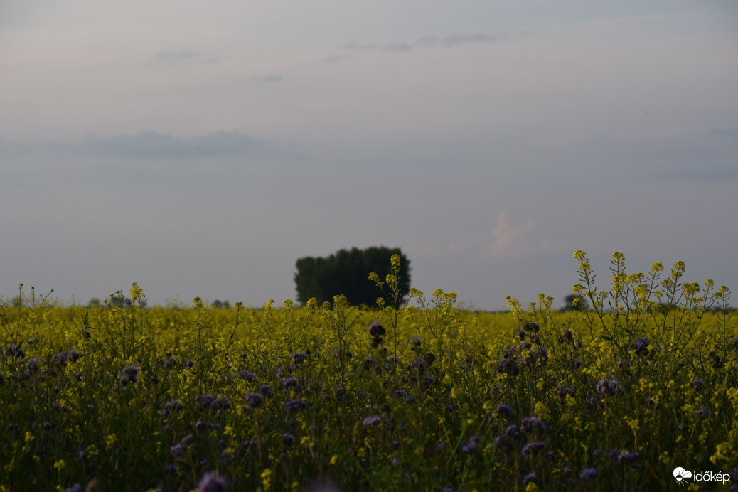 Esti repcemező 3
