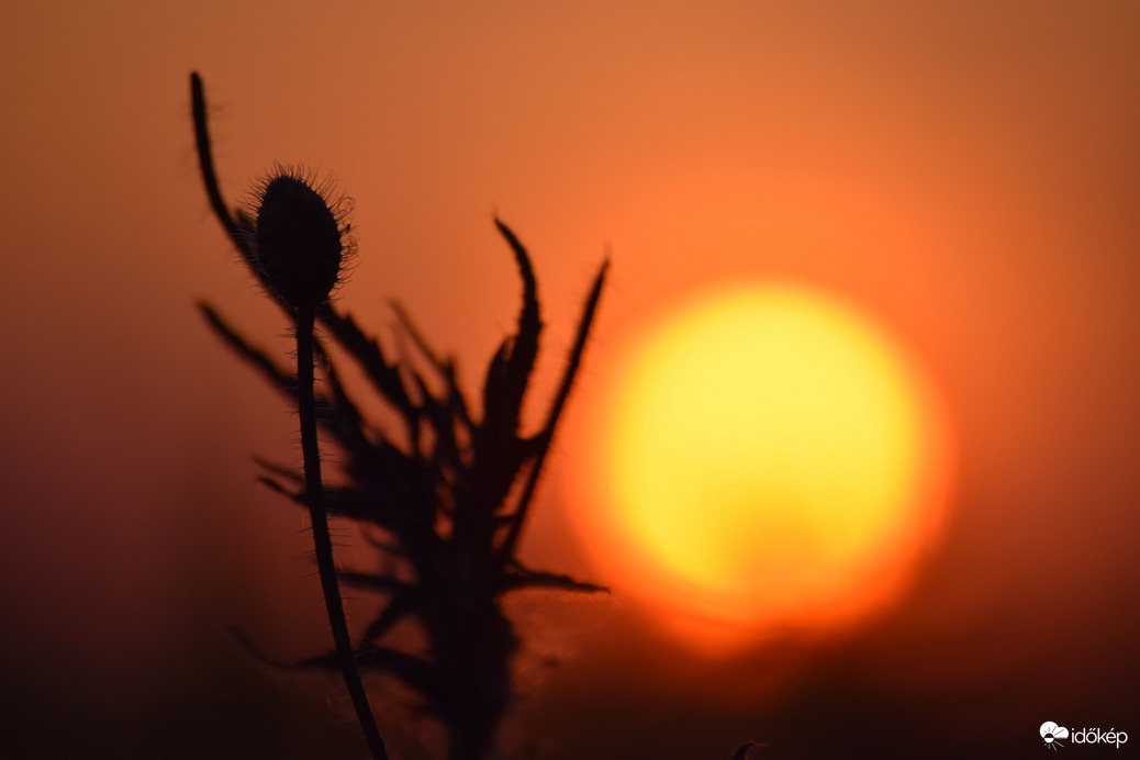 Naplemente & pipacs 5