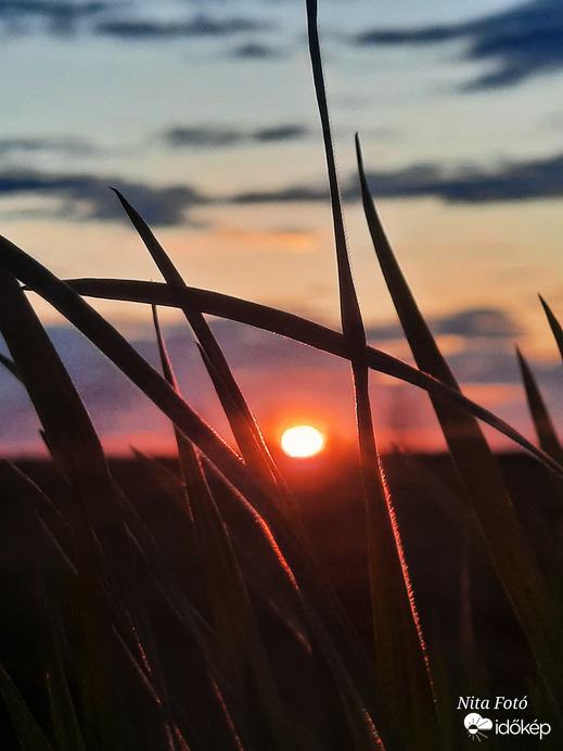 Lemenő nap a fűszálak között