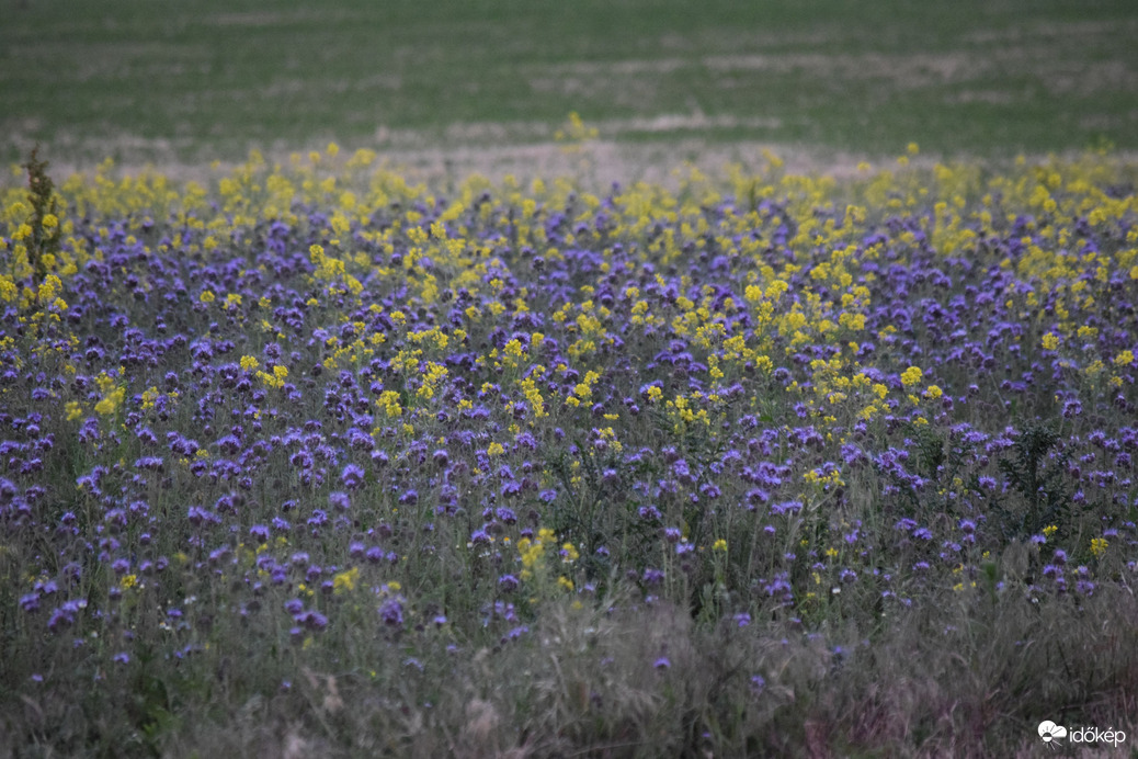 Virágmező Dévaványa határában 8
