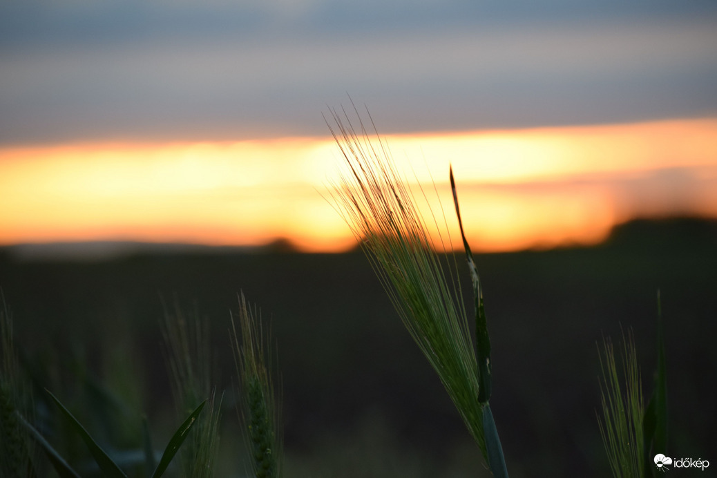 Kalász a naplemente színeiben