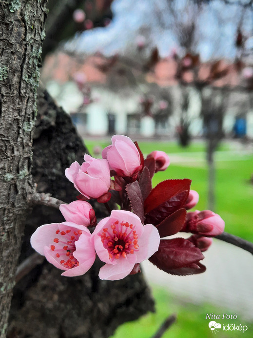 Vérszilvafa virágja (Dévaványai park) 2