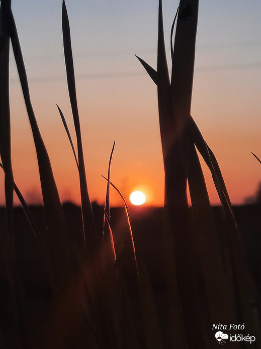 Lemenő nap a fűszálak között 1