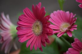 Gerbera 2