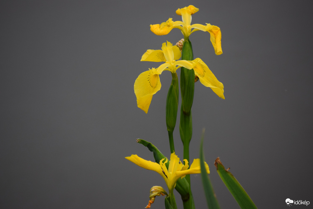 Sárga Nőszirom 4