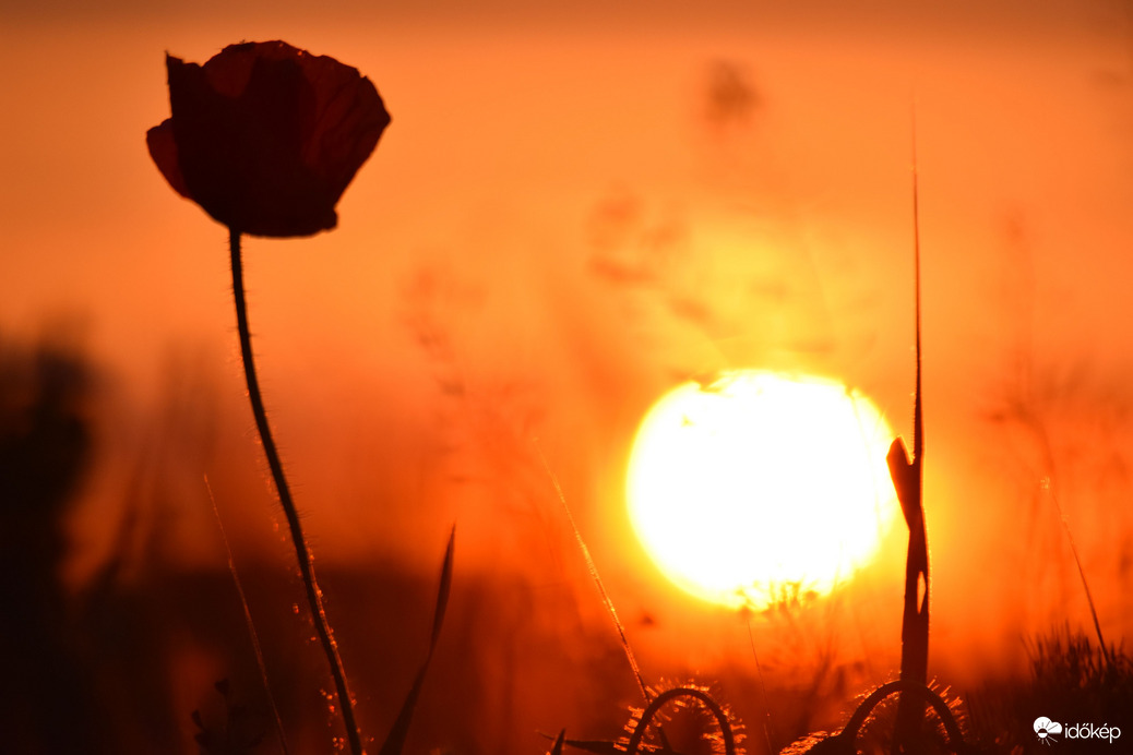 Lemenő nap & pipacs 1