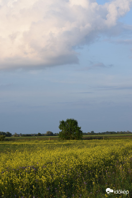 Esti repcemező 2