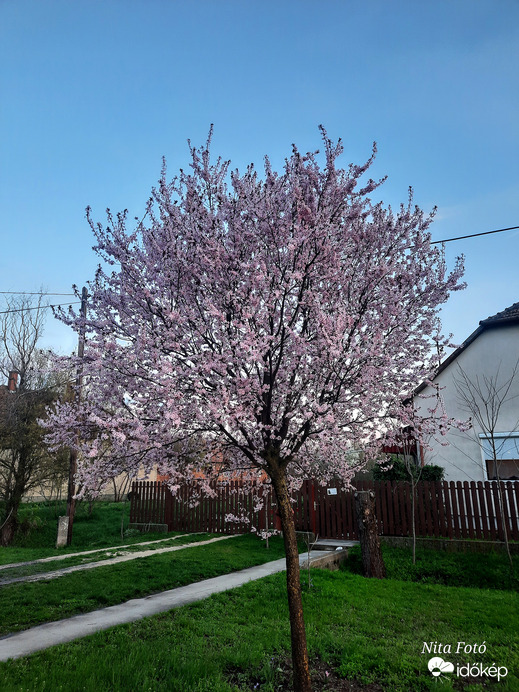 Vérszilvafa napnyugta után