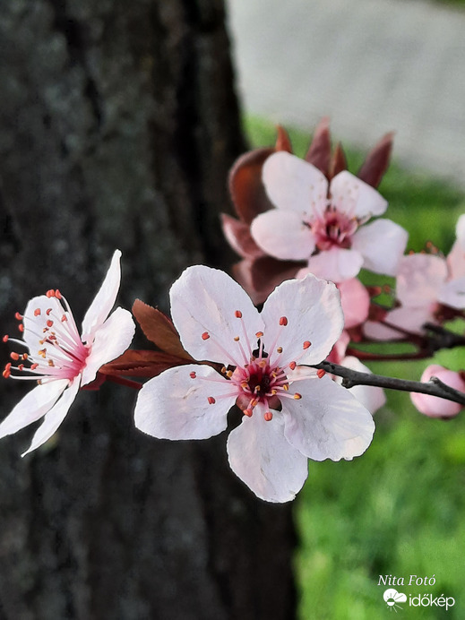 Vérszilvafa virágai 3