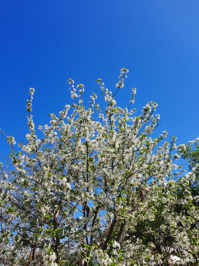 Kék ég & virág özön! :)