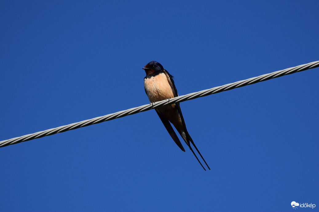 Hosszú farkú fecske 4