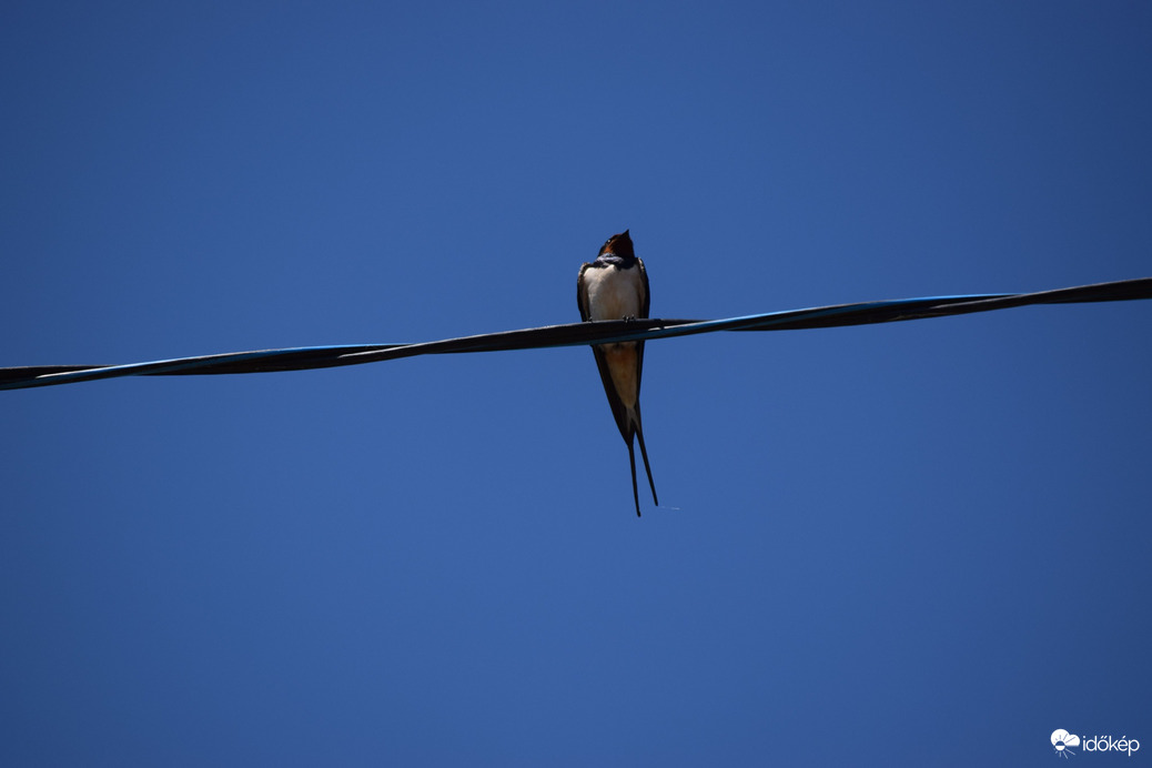 Hosszú farkú fecske
