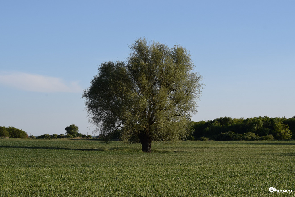 Dévaványa határában 2