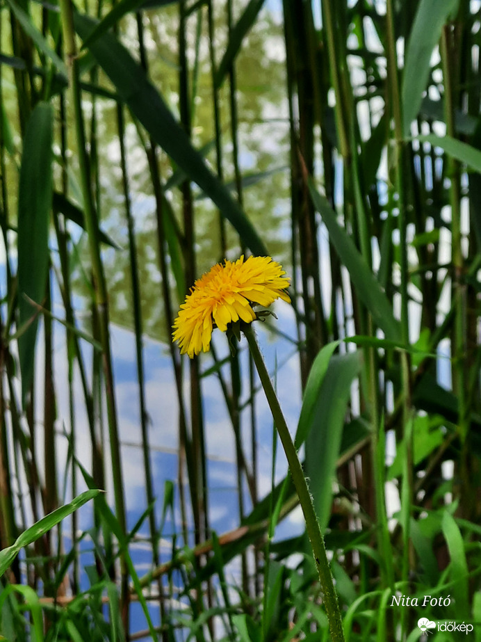 Fókuszálás a Pitypangra 2