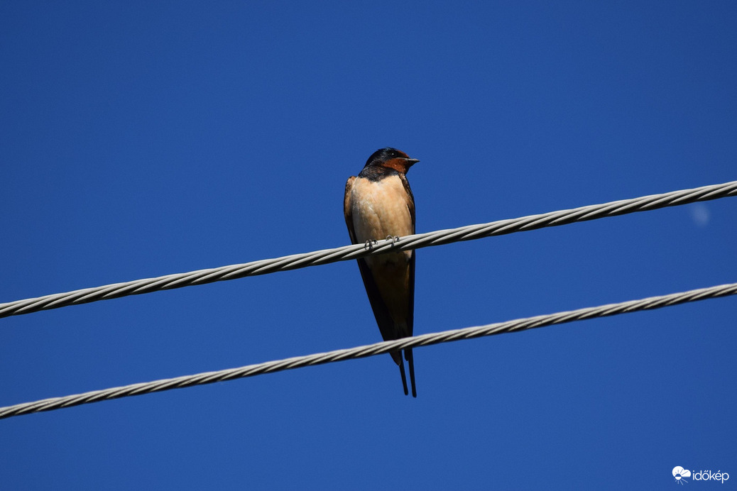 Hosszú farkú fecske 2