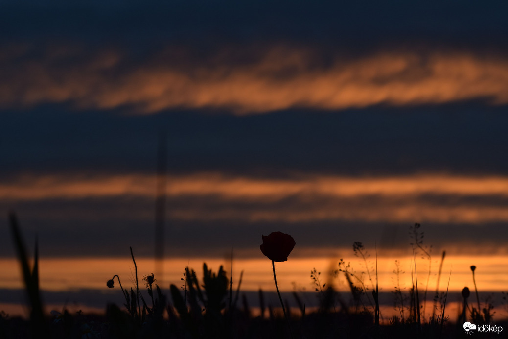 Pipacs a naplemente színeiben 4