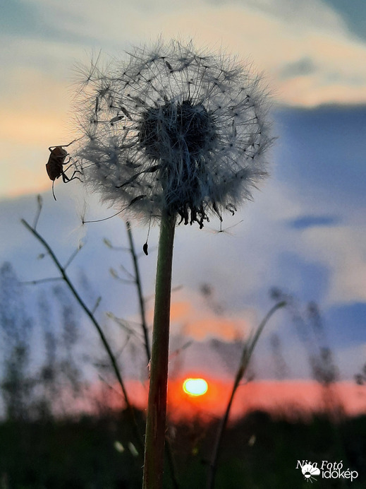 Lemenő nap & Pitypang (+poloska) :]