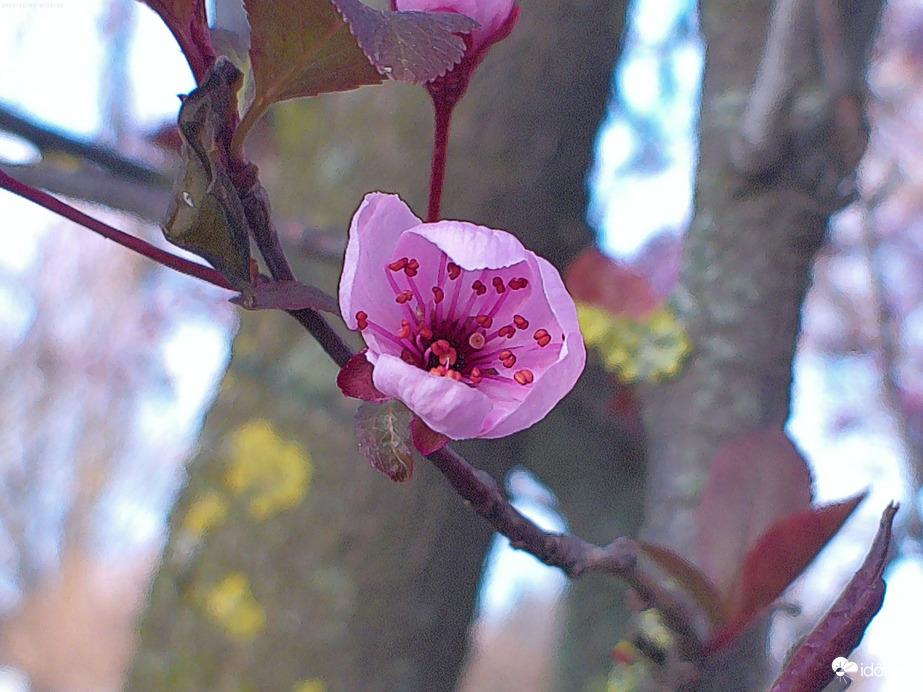 Vérszilvafa virága 2
