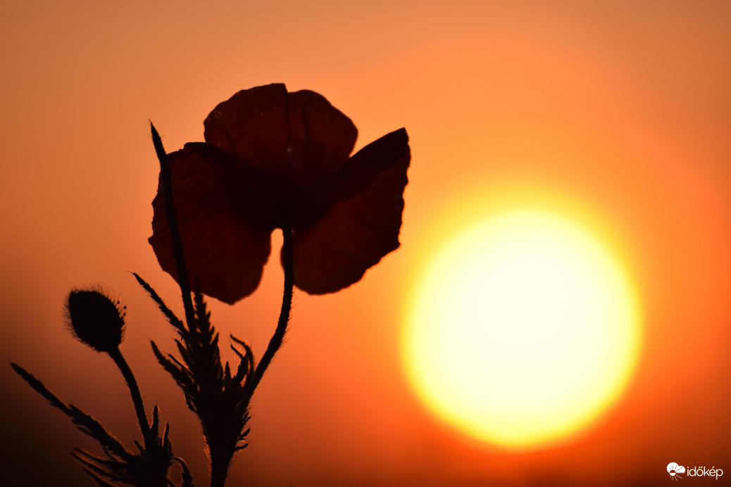 Naplemente & pipacs 1