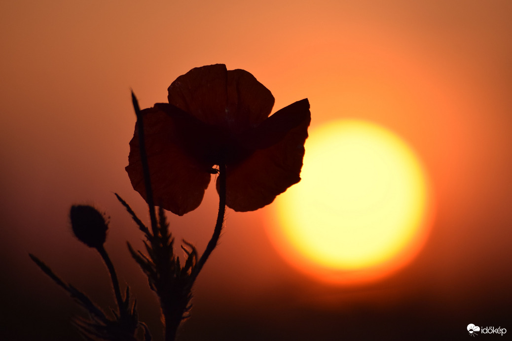 Naplemente & pipacs 4