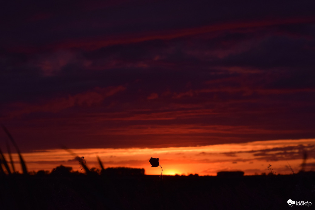 Pipacs a naplemente színeiben 3
