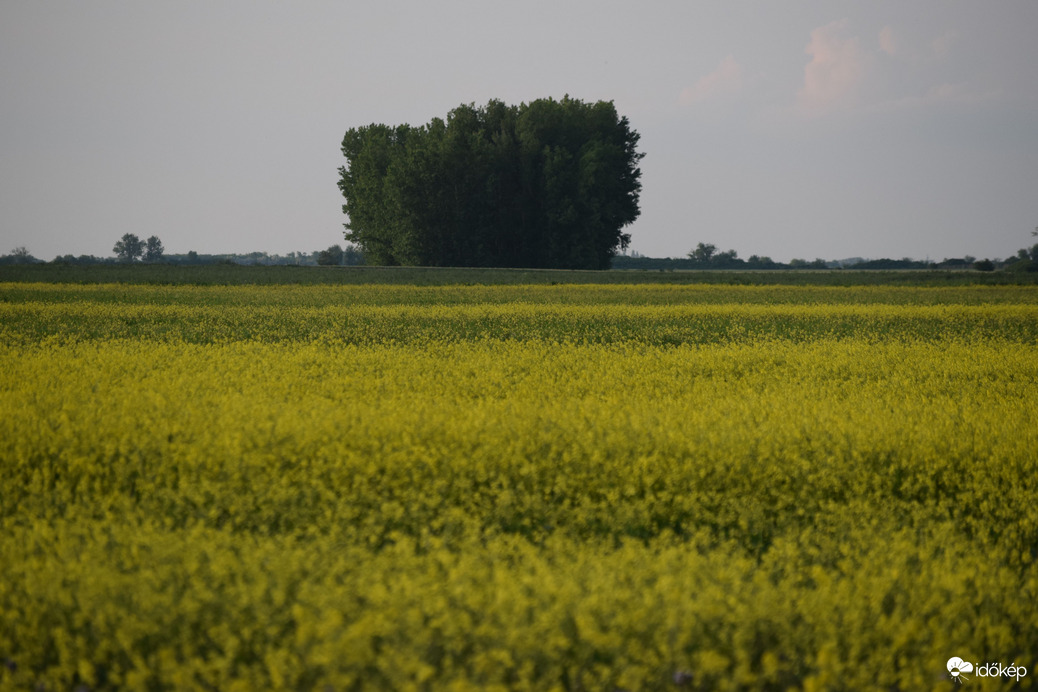 Esti repcemező 5