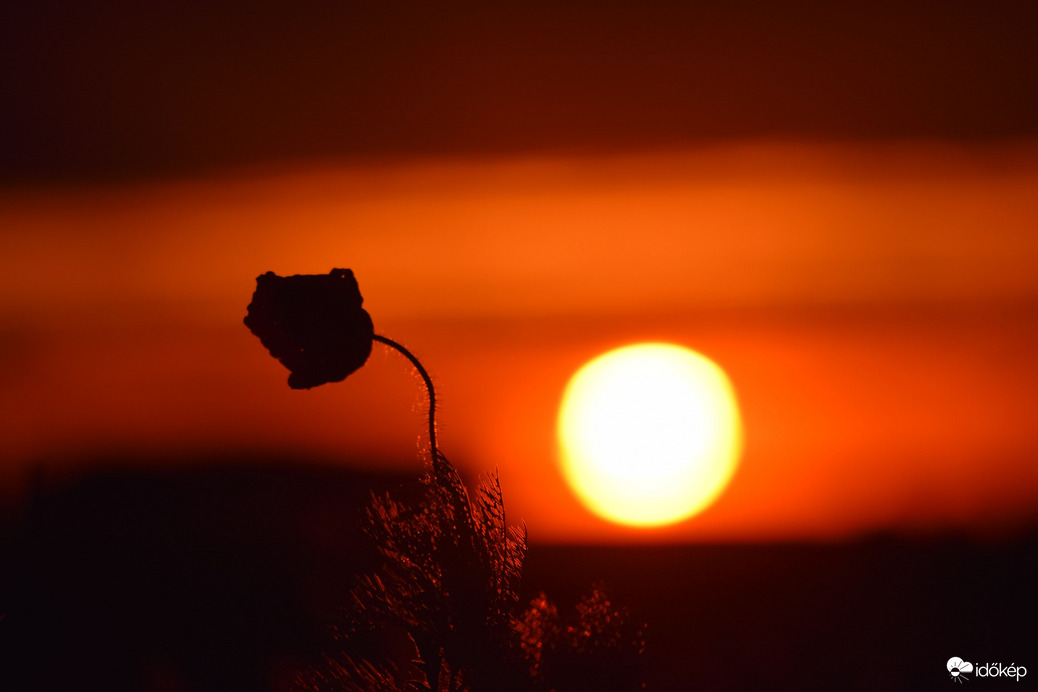 Lemenő nap & pipacs