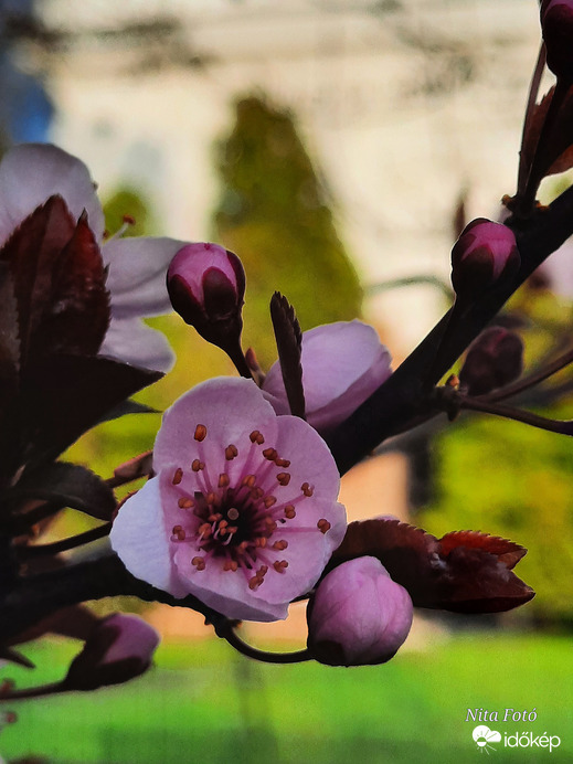 Vérszilvafa virágai 4