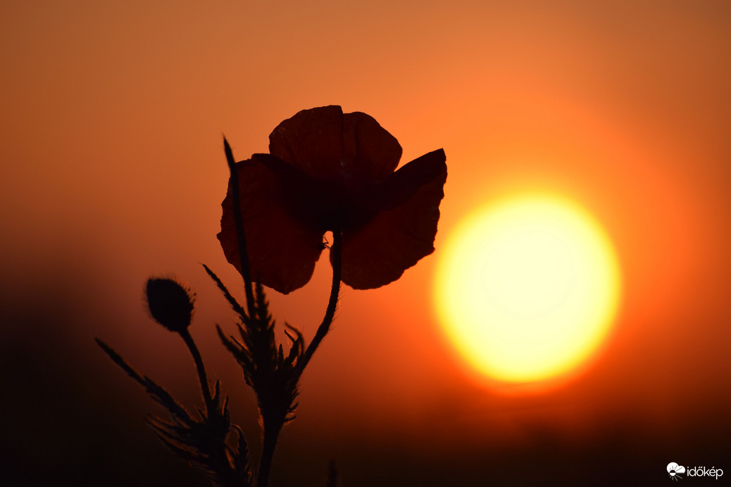 Naplemente & pipacs 3