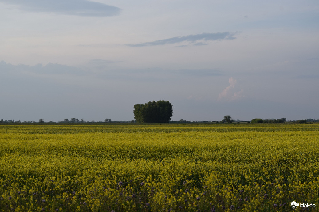Esti repcemező 1