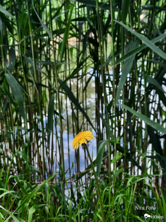 Fókuszálás a Pitypangra 1