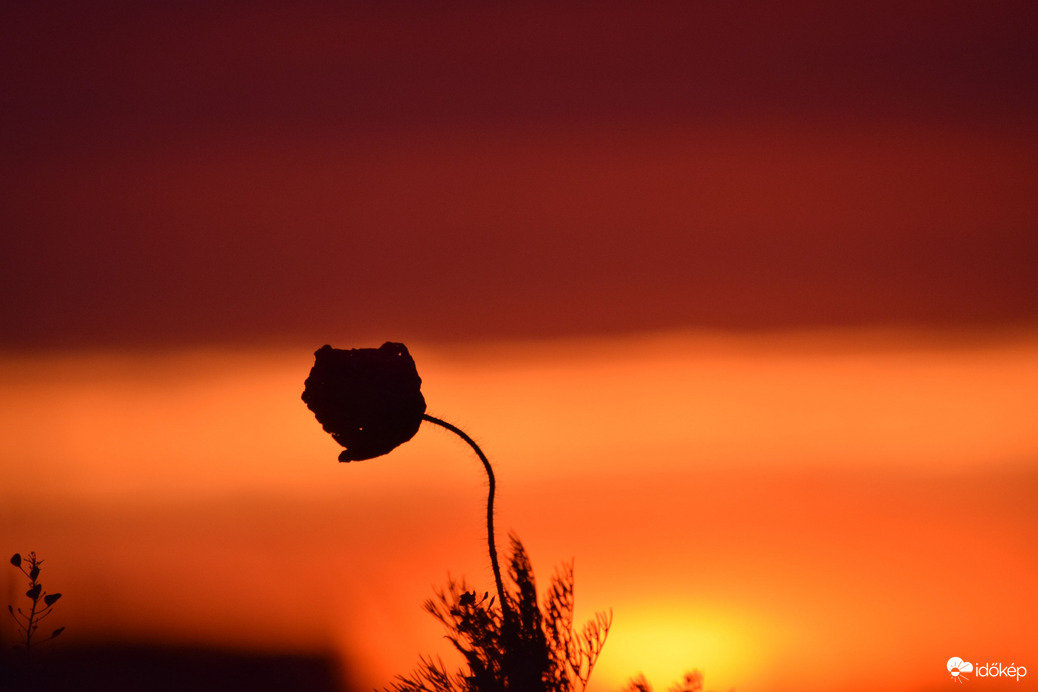 Pipacs a naplemente színeiben 2