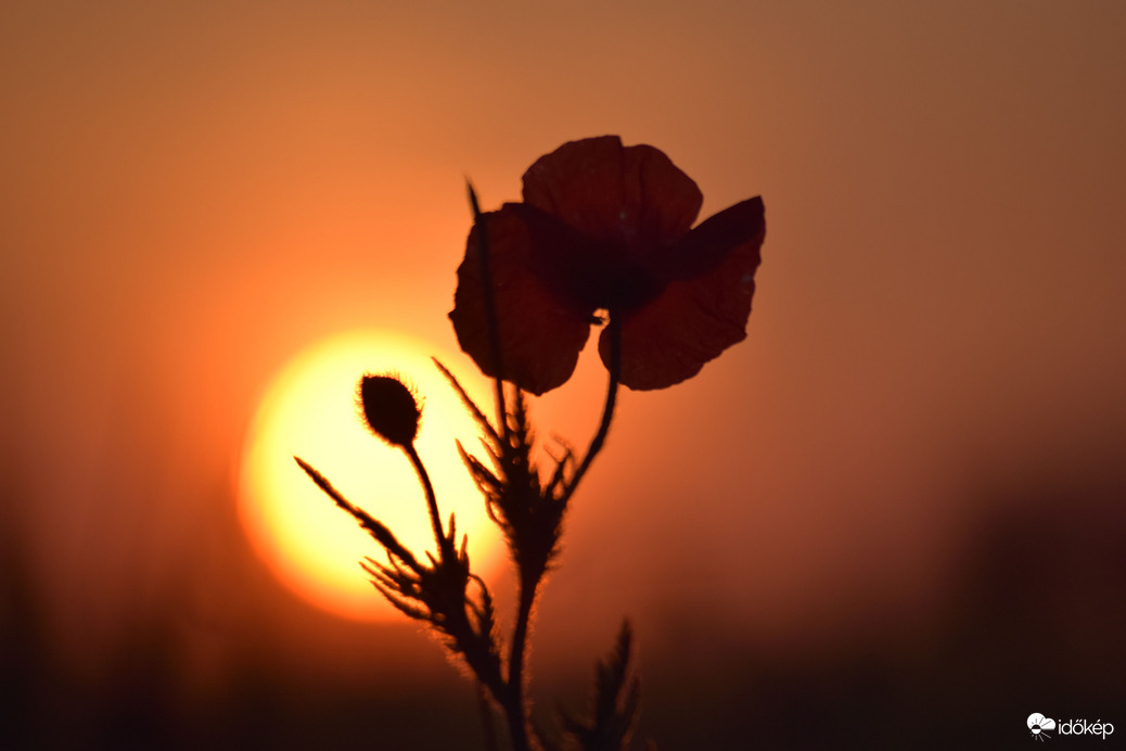 Naplemente & pipacs 2