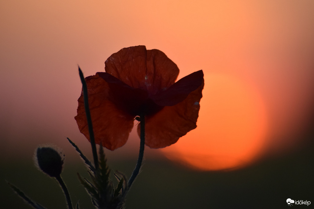 Naplemente & pipacs 7