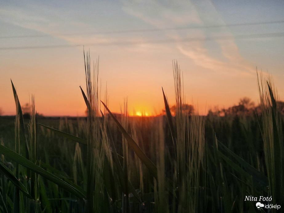 Lemenő nap a kalászok között 2