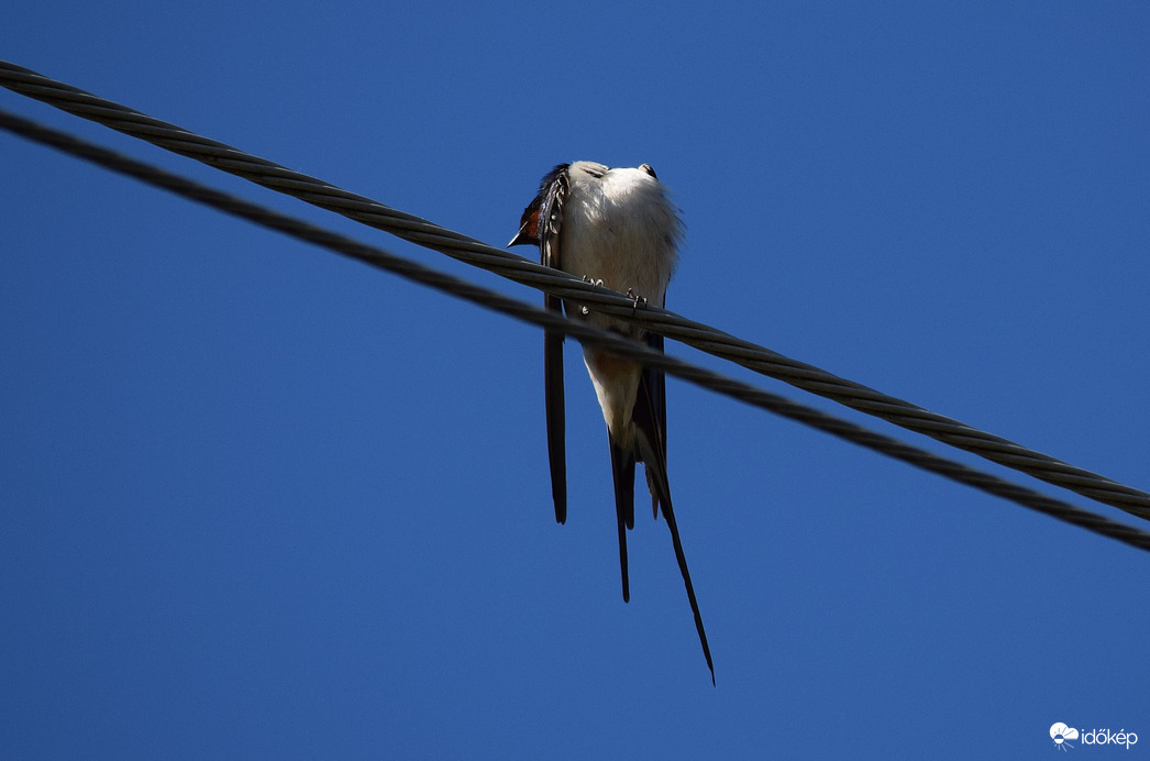 Hosszú farkú fecske 3