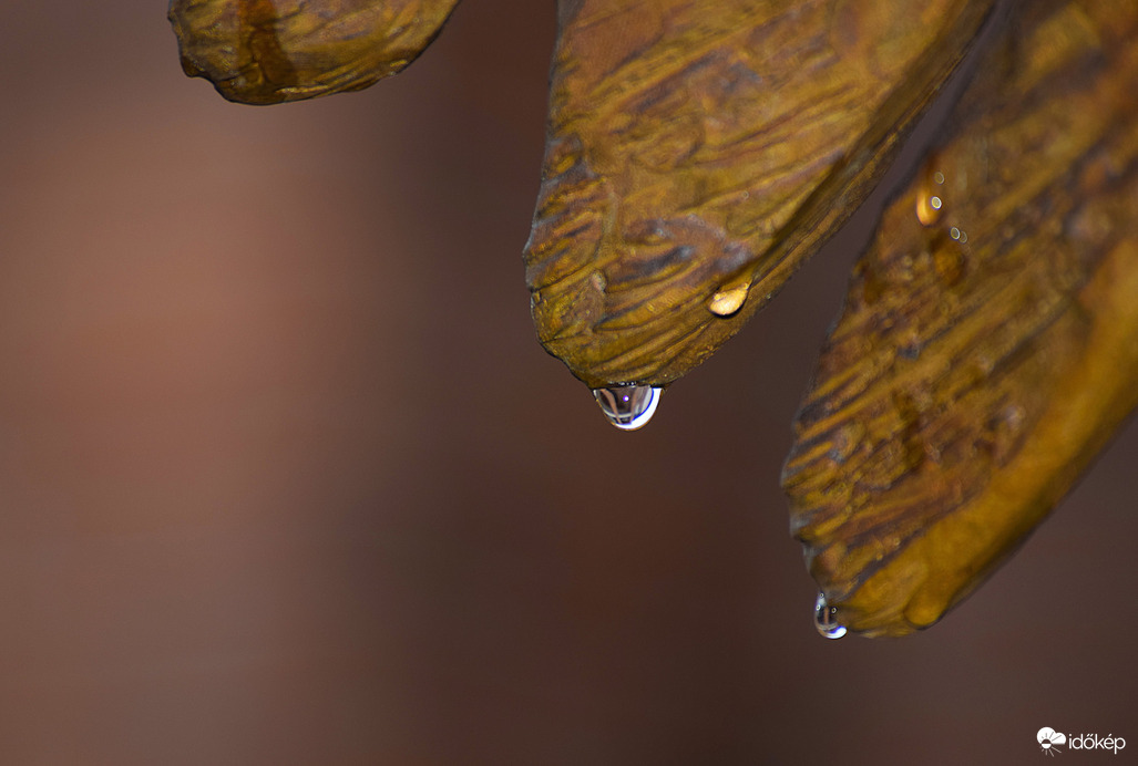 Dévaványa, Városháza