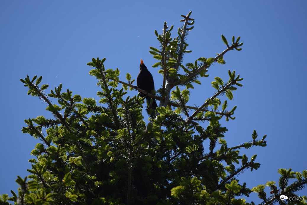 Énekel a fekete rigó