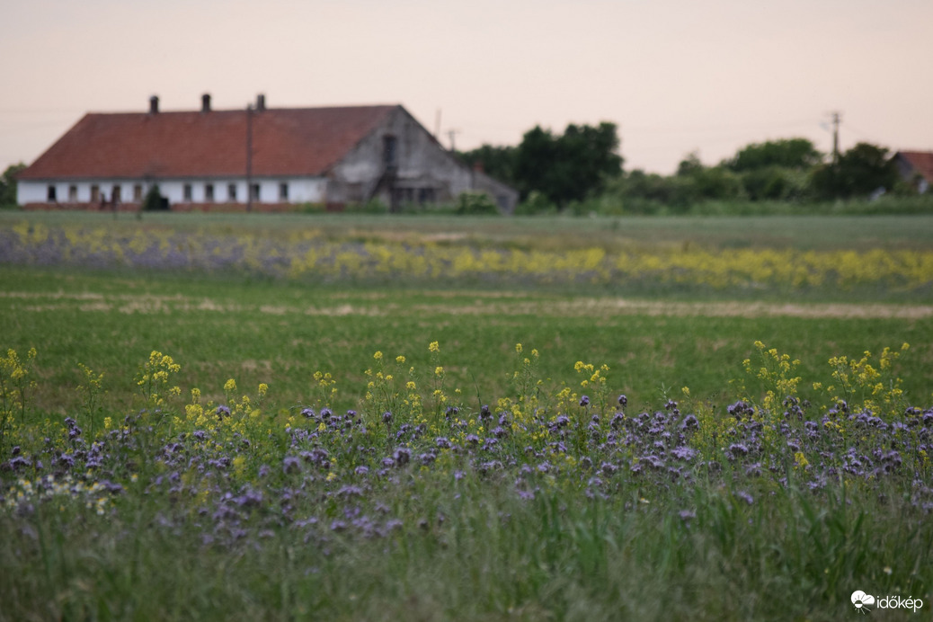 Virágmező Dévaványa határában 4