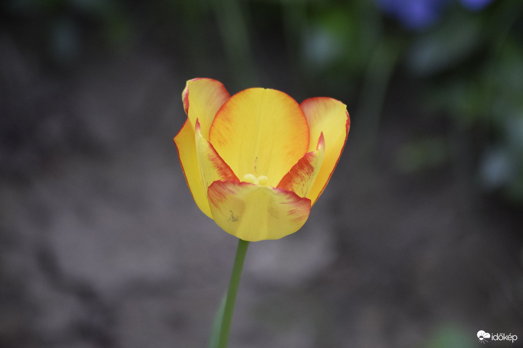 Tulipán a kertben 4