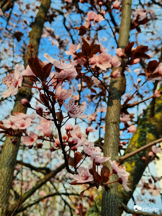 Vérszilvafa virágai 1