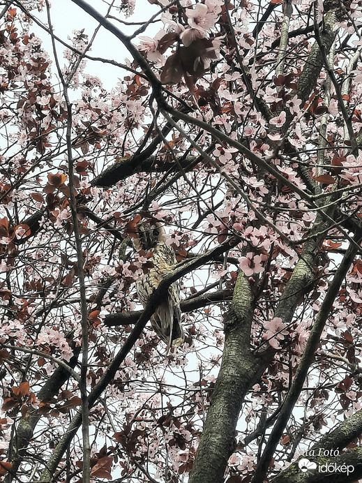 Az első bagoly fotóm! Nagyon cukii!!  :)