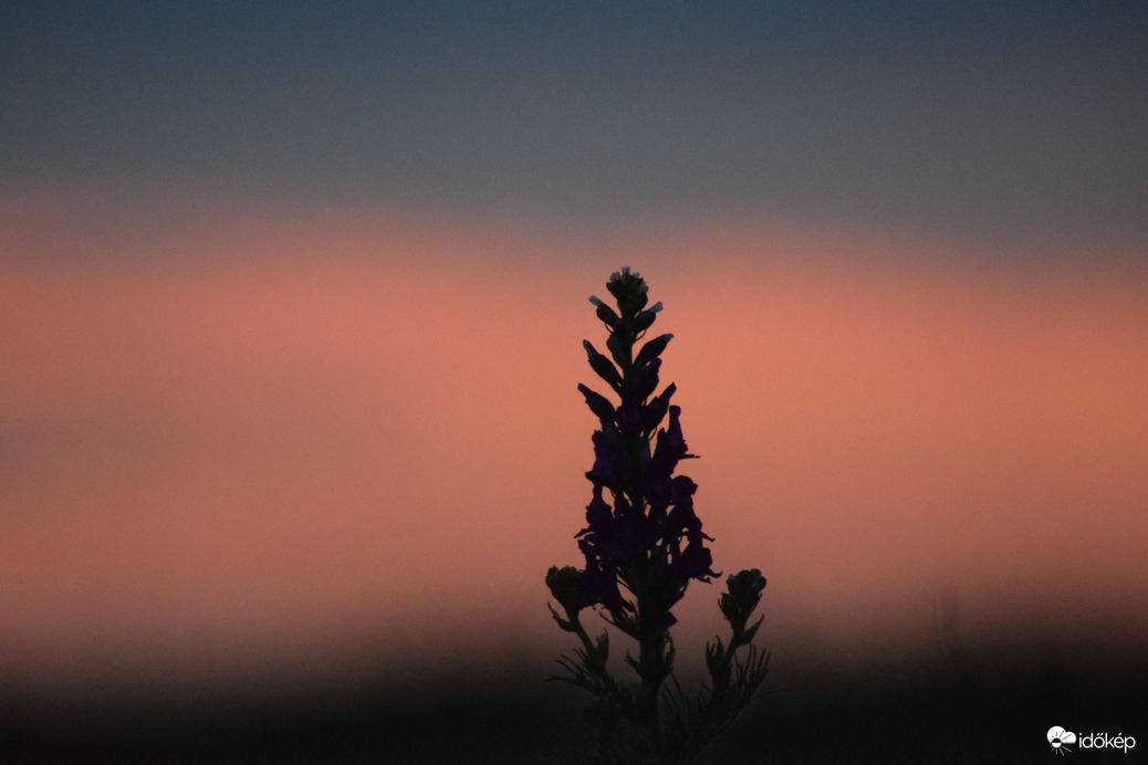 Naplemente & virág 1